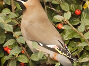 Waxwing (Bombycilla garrulus) on Cotoneaster berries