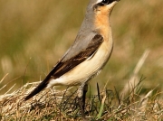Wheatear (Oenanthe oenanthe) male