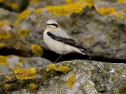 Wheatear (Oenanthe oenanthe)