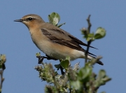 Wheatear (Oenanthe oenanthe)