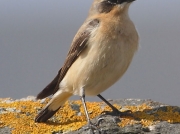 Wheatear (Oenanthe oenanthe)