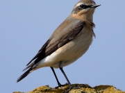Wheatear (Oenanthe oenanthe)