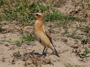 Wheatear - juvenile