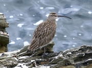 Whimbrel (Numenius phaeopu)