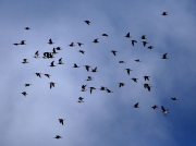 Whimbrel (Numenius phaeopu) in flight