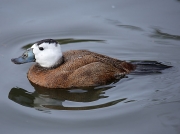 White-headed Duck