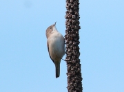 Whitethroat (Sylvia communis)