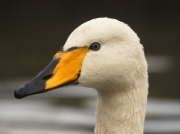Whooper Swan (Cygnus cygnus) - beak and head of adult bird