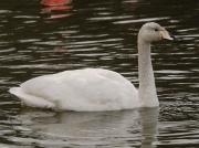Whooper Swan (Cygnus cygnus) - first winter bird on Helston boating lake, Cornwall
