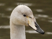 Whooper Swan (Cygnus cygnus) - first winter bill markings