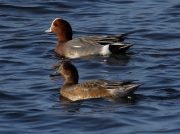 Wigeon (Anas penelope)