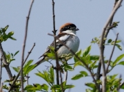 Woodchat Shrike (Lanius senator)