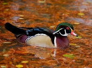 Wood Duck