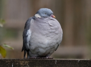 Woodpigeon (Columba palumbus)