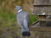 Woodpigeon (Columba palumbus)