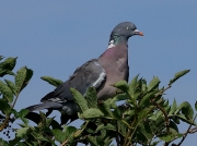Woodpigeon (Columba palumbus)