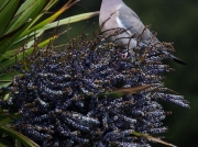 Woodpigeon (Columba palumbus) in a palm tree
