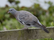 Woodpigeon (Columba palumbus) - juvenile