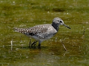 Wood Sandpiper (Tringa glareola)