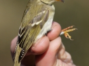 Yellow-browed Warbler (Phylloscopus inornatus)