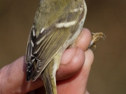 Yellow-browed Warbler (Phylloscopus inornatus)