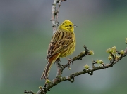 Yellow Hammer (Emberiza citrinella)