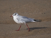 Black-headed Gull (Larus ridibundus)