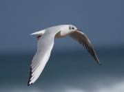 Black-headed Gull (Larus ridibundus)