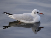 Black-headed Gull (Larus ridibundus) - adult winter