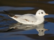 Black-headed Gull (Larus ridibundus) - first winter