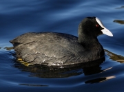 Coot (Fulica atra)