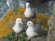 Fulmar (Fulmarus glacialis)