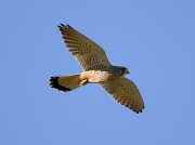 Kestrel (Falco tinnunculus)