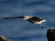 Knot (Calidris canuta)