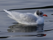 Mediterranean Gull (Larus melanocephalus) - adult