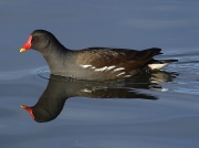 Moorhen (Gallinula chloropus)