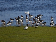 Oystercatcher