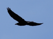 Raven