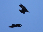 Raven