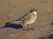 Rock Pipit (Anthus petrosus)