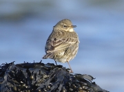 Rock Pipit (Anthus petrosus)