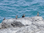Shag (Phalacrocorax aristotelis)