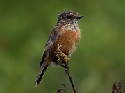 Stonechat - juvenile