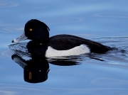 Tufted Duck (Aythya fuligula) - male