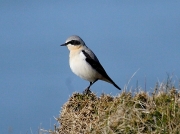 Wheatear (Oenanthe oenanthe)