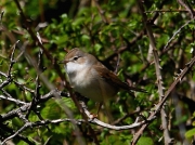 Whitethroat (Sylvia communis)