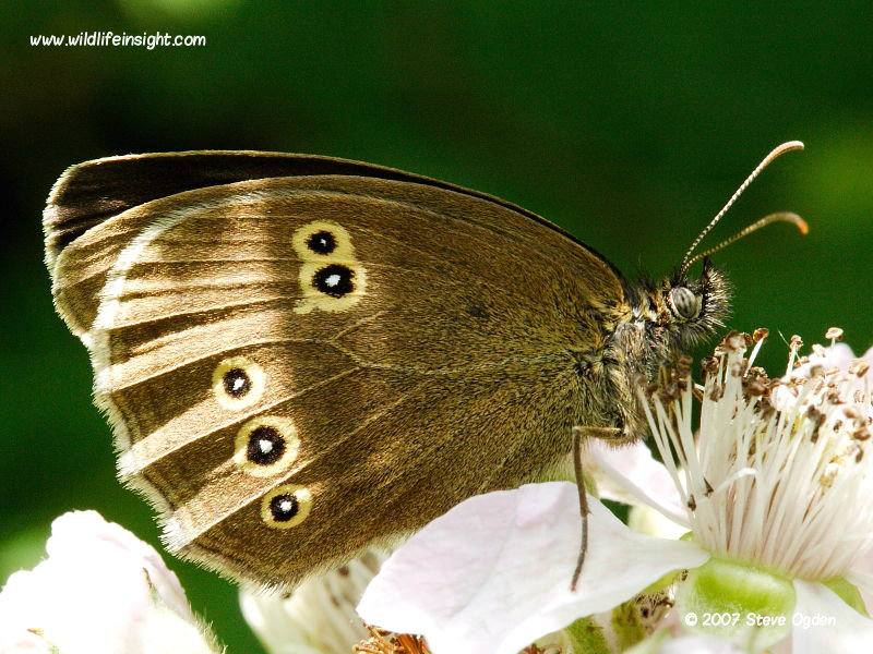 The Ringlet butterfly  (Aphantopus hyperantus) © 2007 Steve Ogden