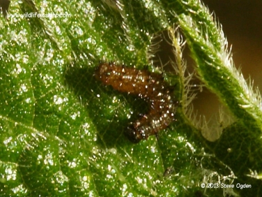 4mm Red Admiral caterpillar 1657