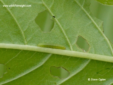Brimstone butterfly 6mm caterpillar