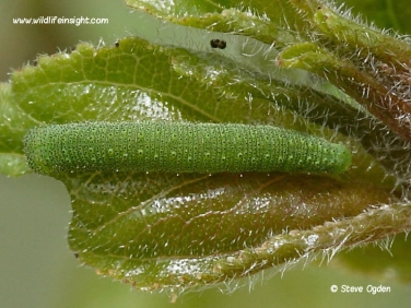 Brimstone butterfly 12mm caterpillar